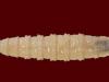 AgriLife Extension offers regional screwworm education meetings