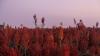 Kansas farmers donate grain to support Food for Peace
