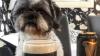 Dublin dog Elmo who loves trips to the pub given weeks to live without cancer treatment