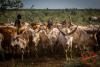Authorities probe mystery cattle disease in Aweil East after 56 deaths