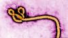 France reports first Congo outbreak linked Ebola case