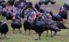 New York Felon Busted After Shooting At Turkey Trap