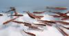 Scientists have a new strategy to eradicate an invasive fish species from Colorado streams