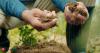 Not scrolling on phone, getting your hands dirty with soil can make you happier, say Harvard and gardening experts