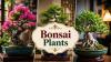 Gardening Tips: Affordable Bonsai Plants for Stylish Home Makeover