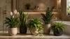 Gardening Tips: Hotel-Like Bathroom at Home? These 5 Plants Can Help