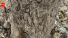 NGO pushes HDMC on tree deconcreting