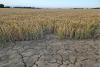 Western Europe crops face heat, moisture stress