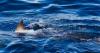 American boy attacked by shark in Bahamas while swimming with brother