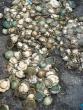 Cape Town law enforcement arrests two for trafficking 743 illegal abalone