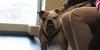 ‘Stand with us’: Pet Resource Center of Kansas City calls for help as need reaches new high