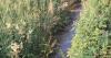 Pollution in North Yorkshire rivers tributary is 'small-scale environmental disaster'
