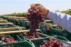 Opinion | Why Southern Hemisphere table grapes remain an attractive (though challenging) business