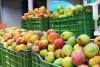 Mexican mango industry bets on unity, quality and strengthening its position in the US market