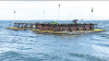 Aquaculture project 2 miles off Fort Morgan harvests its first fish
