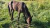 Community praised for helping save abandoned filly
