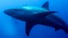 Tourist, 30, mauled by shark while snorkelling & has leg amputated after horror attack in front of husband on boat trip