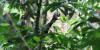 Brazil’s endangered wildlife list includes 790 species or subspecies