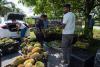 Malaysians feast on pungent delicacy as durian 'tsunami' slashes prices