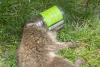 Raccoon with head stuck in glass jar rescued in Massachusetts