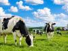 Dairy Month puts spotlight on Nebraska farm families