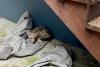 Trapped coyote rescued from walled backyard of San Francisco home