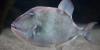 Swimmer tells of 'biting fish' at French Mediterranean beach