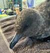 Bird flu confirmed in Australia after veterinarian's chance find