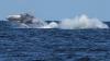 First whales killed as Iceland restarts commercial hunt