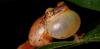 How young coquí frogs balance the competing demands of growth and fighting disease