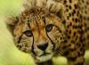 Cheetahs return to Eswatini after 35 years