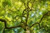Canadian Town Grants Rights to Trees