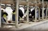 Dairy Farms Facing Significant Decline In North Dakota