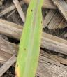 West central Indiana farmer sees strong crop progress, eyes disease pressure