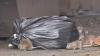 Mutating mice becoming growing problem in New York City, researchers say