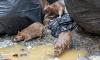 Mutant sewer rats spreading through major US cities as scientists discover disturbing DNA changes