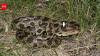 5 most snake-filled bodies of water in Ohio: Lake Erie, Mosquito Creek Lake, Ohio River and more