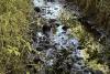 Pollution in tributary of River Ure and River Ouse described as 'small-scale environmental disaster'
