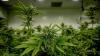 Illinois Quick Hits: $50.8M in cannabis tax-funded grants awarded
