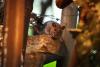 Rats and mice are mutating and becoming resistant to poison, researchers warn
