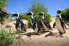 10 things to see and do at Cheyenne Mountain Zoo