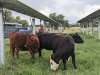 A different way forward: Agrivoltaic offers lesson for rural Colorado