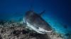 American Boy, 12, Injured In Shark Attack In The Bahamas