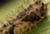 Invasive stinging caterpillars reemerge in Hawaii as authorities release thousands of wasps to counteract them