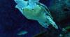 Turtle power: how China uses scientific research to try to bolster territorial claims
