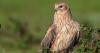 The area of Wrexham which has become the 'Bermuda Triangle' for bird disappearances