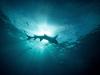 12-year-old tourist in stable condition after shark attack in Bahamas
