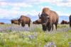 Wildlife helps regulate the climate & this belongs in policy discussions (commentary)