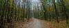 Trump Moves to Open America’s Wildest Forests to the Bulldozer