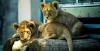 TV Host Attacked By Baby Lion
